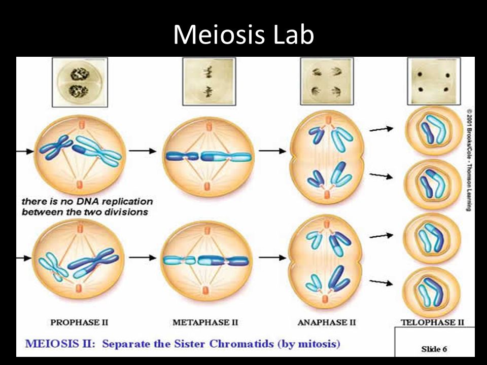 Meiosis Lab.