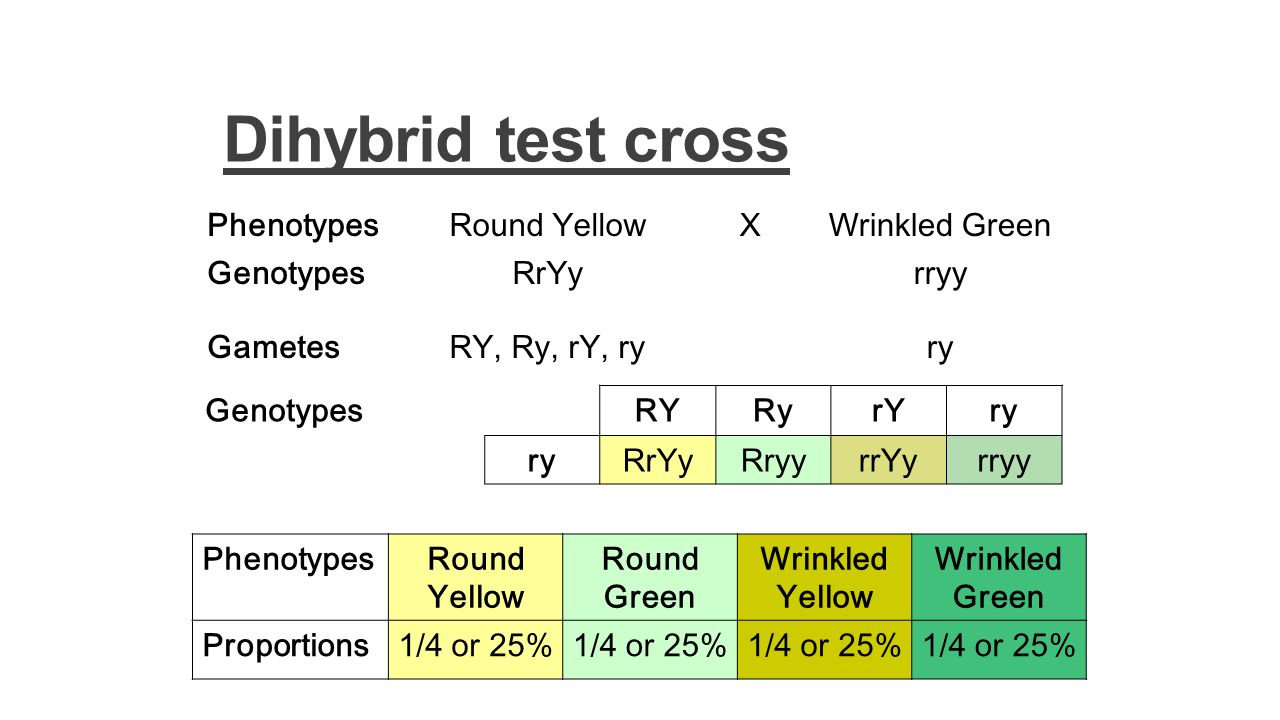 Dihybrid test cross Phenotypes Round Yellow X Wrinkled Green Genotypes.