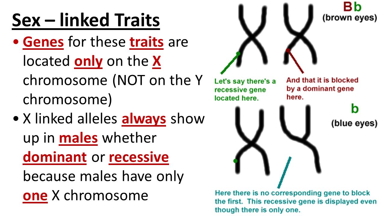 Sex - linked Traits. 