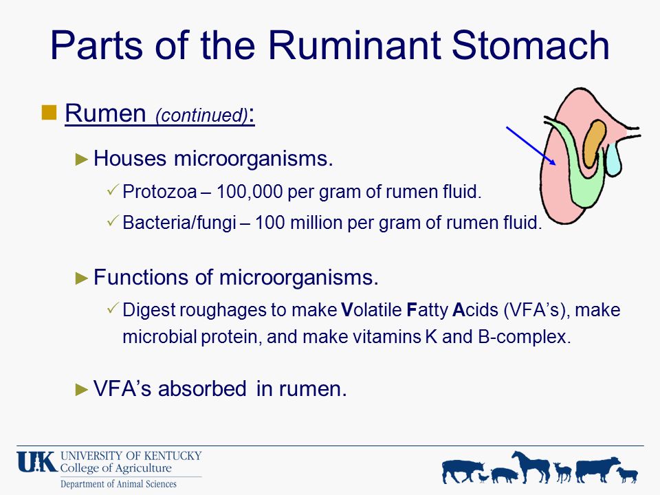 Digestive Physiology of Farm Animals - ppt download