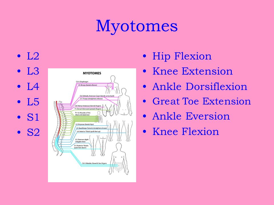 Myotomes L2 L3 L4 L5 S1 S2 Hip Flexion Knee Extension