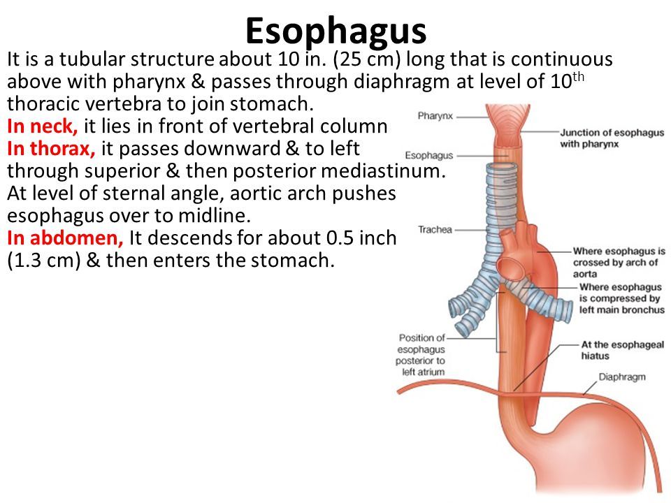 SURFACE ANATOMY & MARKINGS OF THE THORAX - ppt video online download