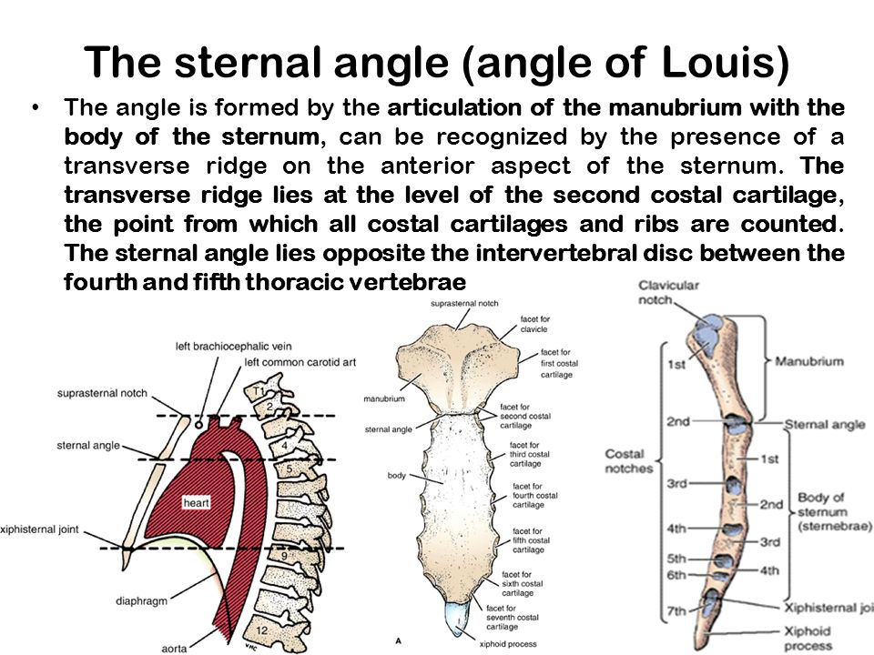 SURFACE ANATOMY & MARKINGS OF THE THORAX - ppt video online download