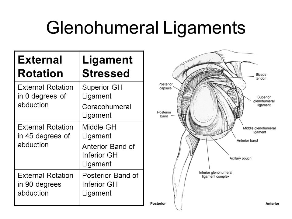 Inferior перевод. Glenohumerale ligament. Антериор сакроспиналис лигамент. Inferior glenohumeral ligament tear Shoulder.