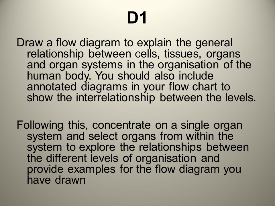 Organ System Flow Chart