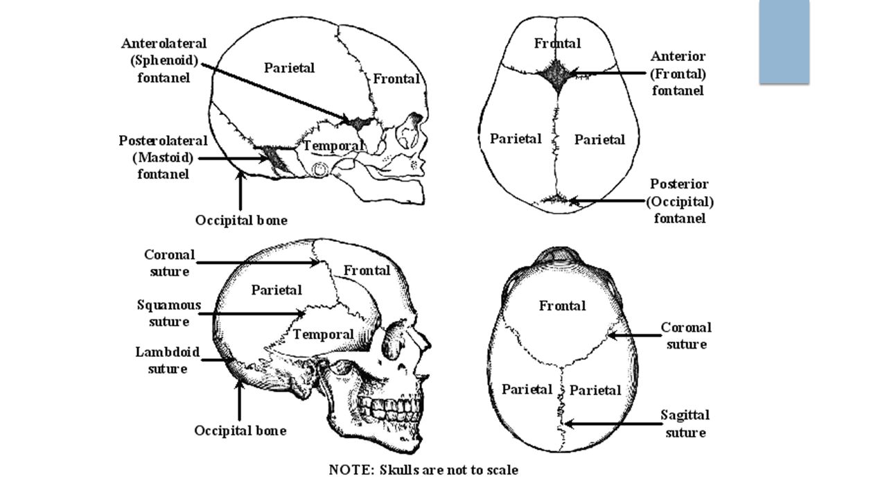 Forensic Anthropology Ppt Video Online Download Forensic Anthropology Ppt Video Online Download