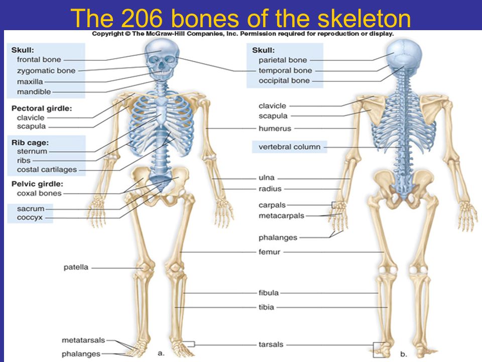 The bones form. Bones body. 206 Bones. Bones form forms the Skeleton of the body. Костная система и ее функции.