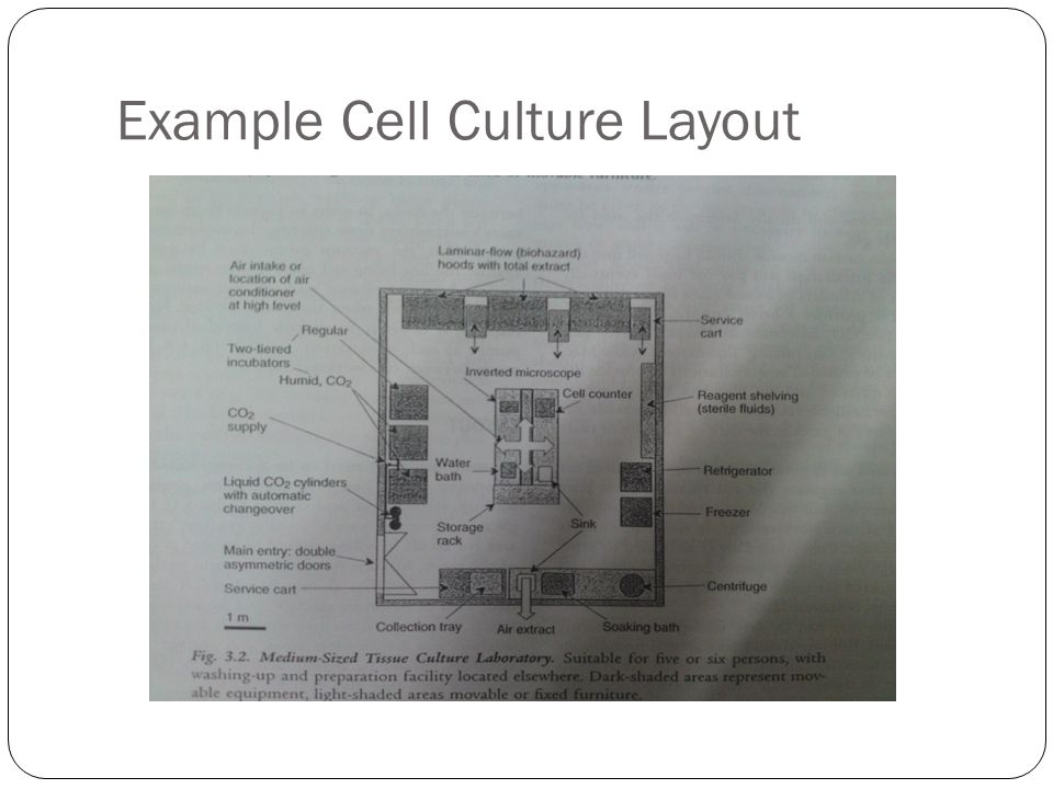 Introduction to Mammalian Cell Culture - ppt video online download