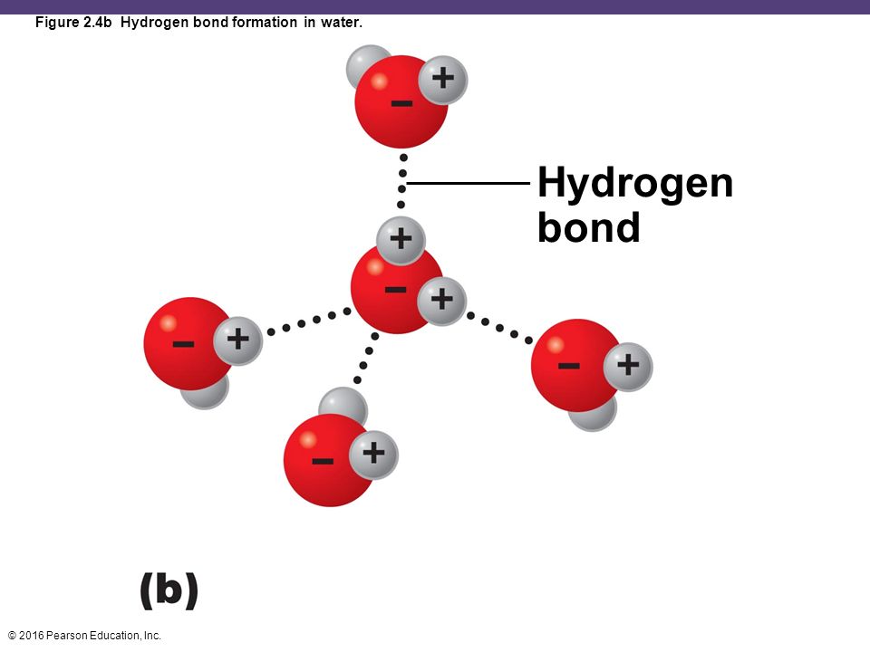 Разложение молекул. Hydrogen bonding. Водородные связи с молекулами метанола. H2o водородная связь. Hydrogen Bond in Water.