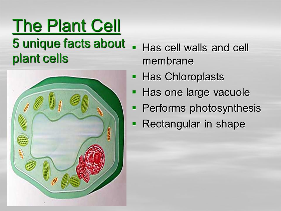 Parts of Plant and Animal Cells Structure and Function - ppt video online  download