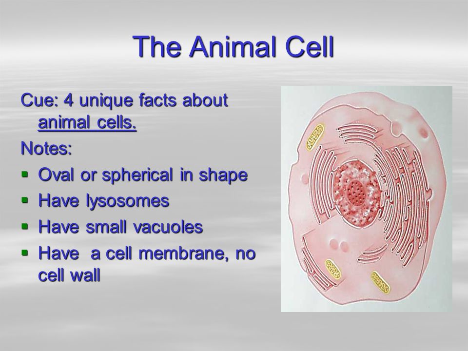 Parts of Plant and Animal Cells Structure and Function - ppt video online  download