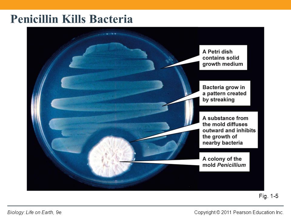 Penicillin Kills Bacteria