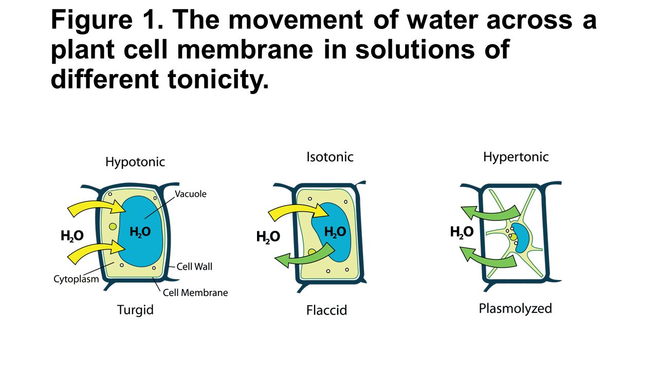 Osmosis in a Plant Cell. - ppt video online download Osmosis in a Plant Cell. - ppt video online download