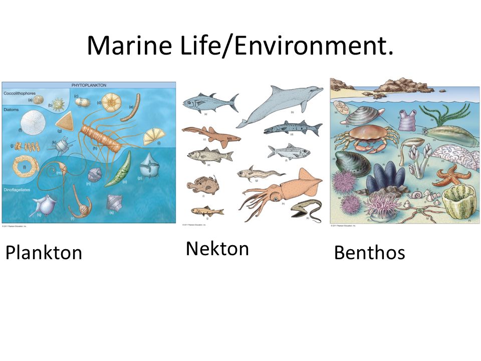 Нектон группа организмов. Планктон Нектон бентос Нейстон. Нектон Нейстон перифитон планктон и бентос. Водная среда бентос планктон Нектон. Морские организмы планктон Нектон бентос.