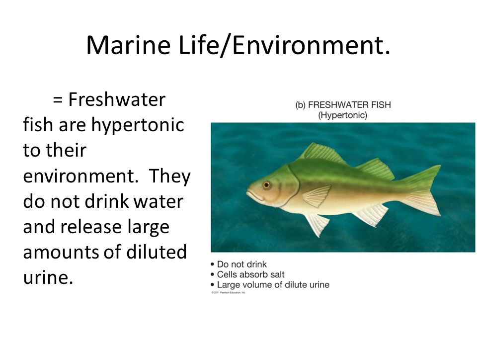 Oceanic organisms live in a hypertonic environments