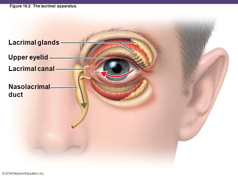 Слезные железы относятся к железам. Слезный аппарат анатомия. Строение слезного канала. Слезный аппарат глаза.