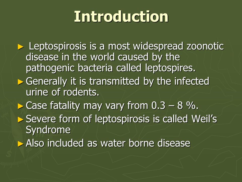 Leptospirosis |authorstream.