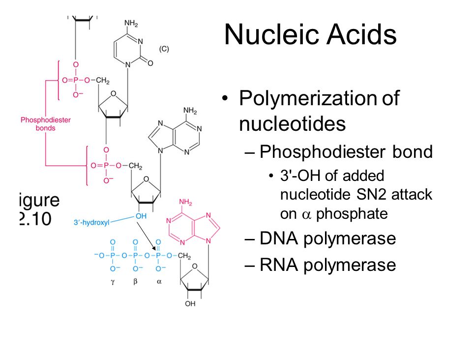 Nucleic Acids Polymerization of nucleotides Phosphodiester bond