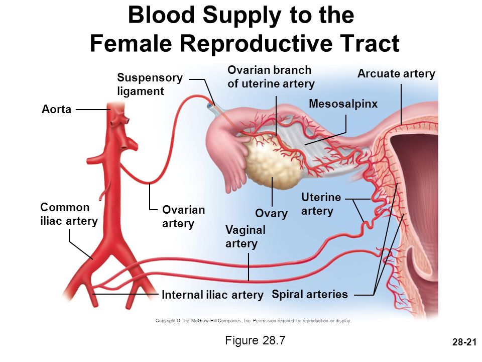 Blood Supply to the Female Reproductive Tract.