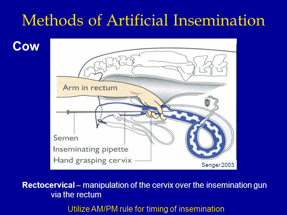 Mating Techniques: Natural Service and Artificial Insemination - ppt video  online download
