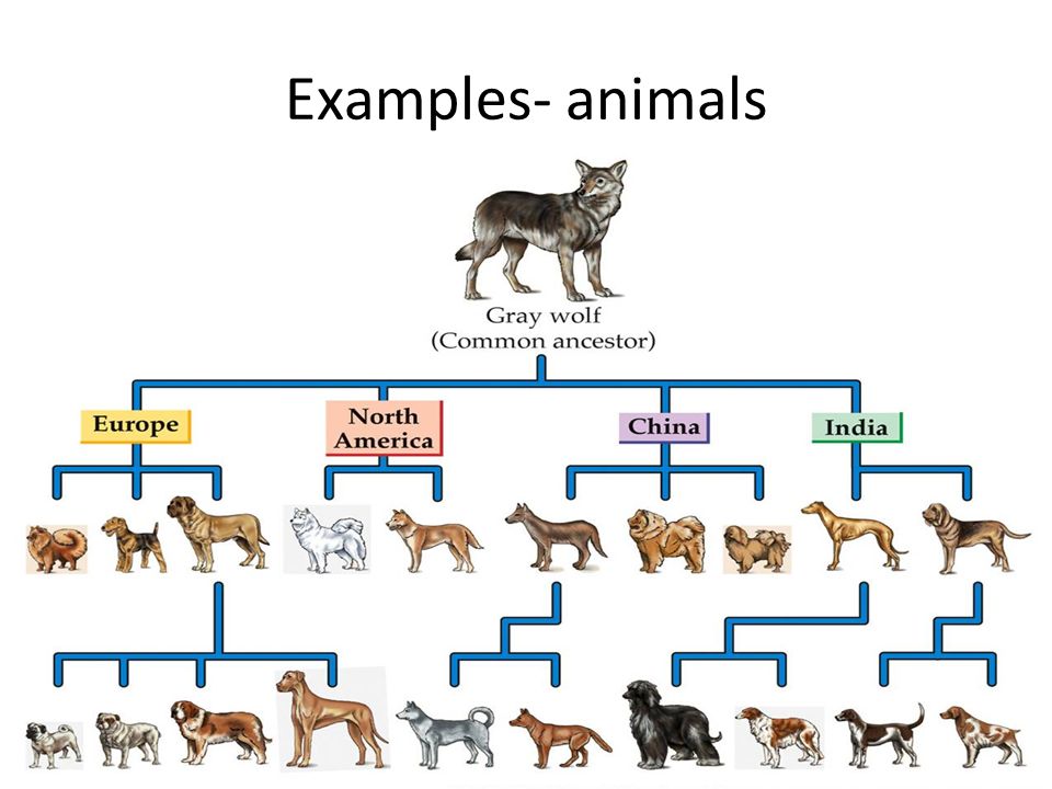 Selective breeding Selective breeding (also called artificial selection) is  the process by which humans breed other animals and plants for particular  traits. - ppt video online download