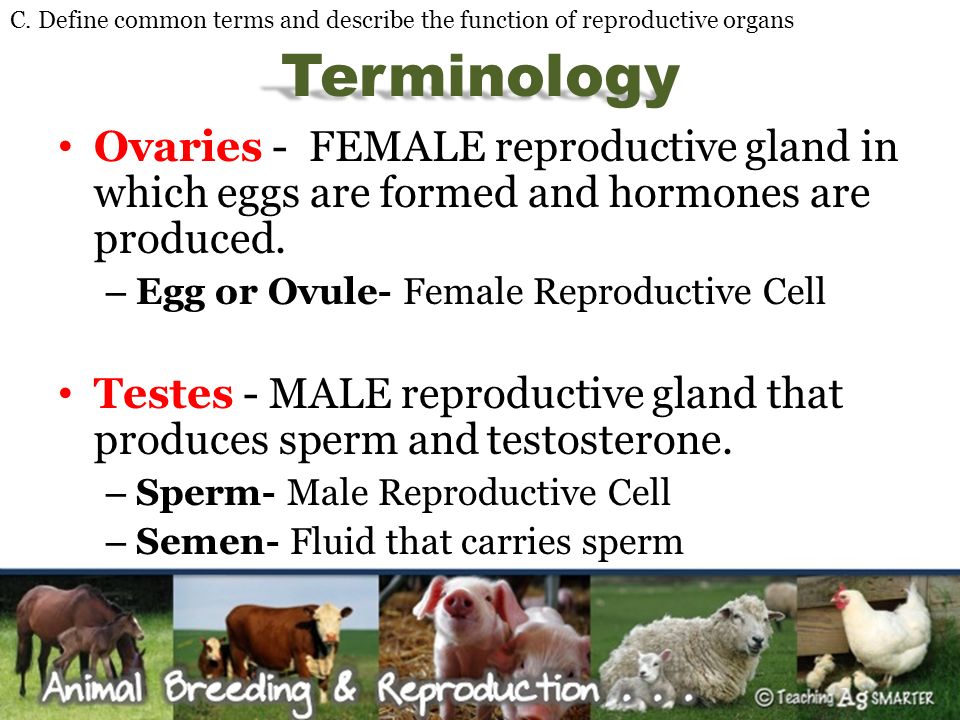 Importance of Reproduction - ppt download