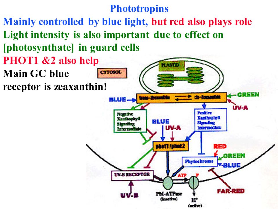 Phototropins Mainly controlled by blue light, but red also plays role. Light intensity is also important due to effect on.