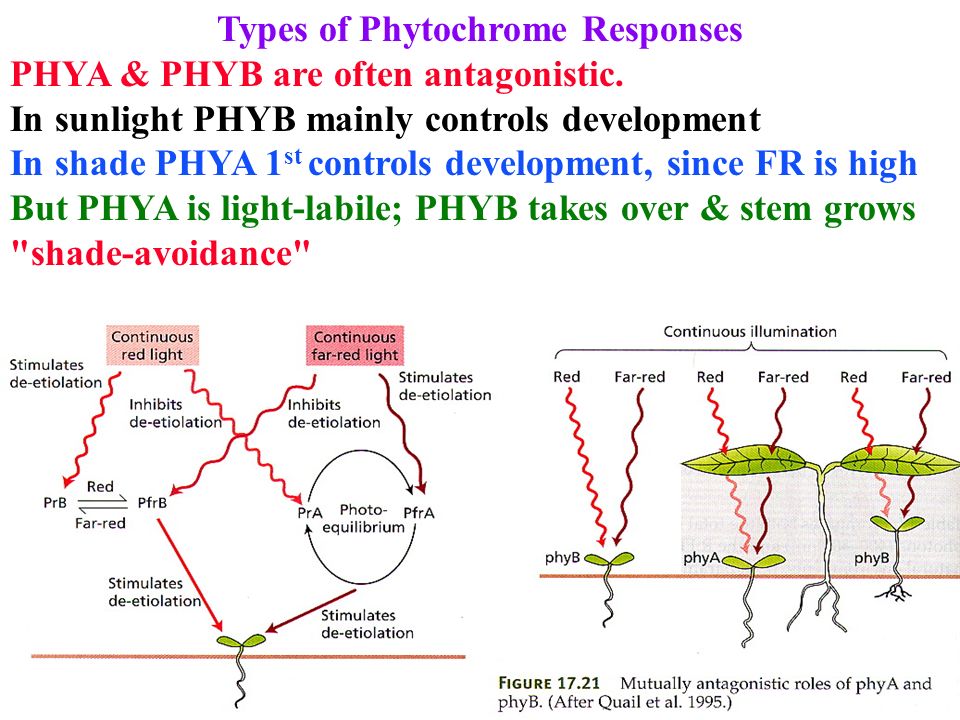 Types of Phytochrome Responses