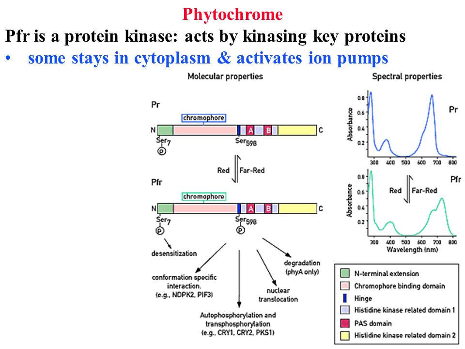 Phytochrome Pfr is a protein kinase: acts by kinasing key proteins.