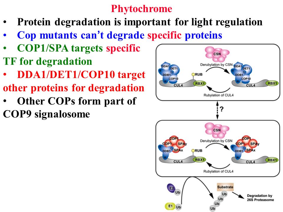 Phytochrome Protein degradation is important for light regulation. Cop mutants can’t degrade specific proteins.