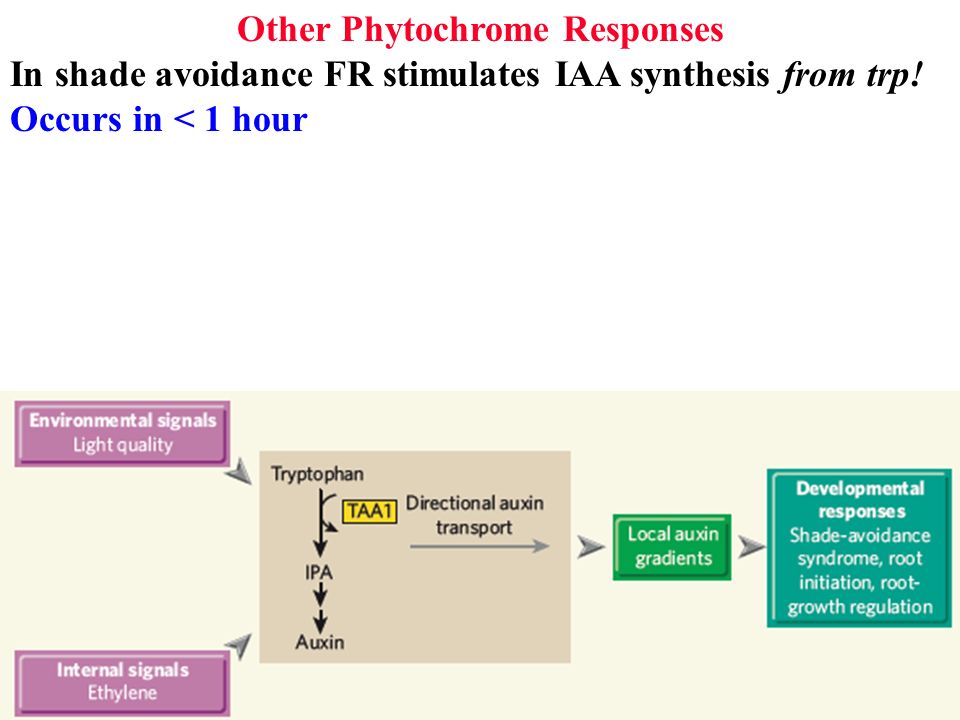 Other Phytochrome Responses