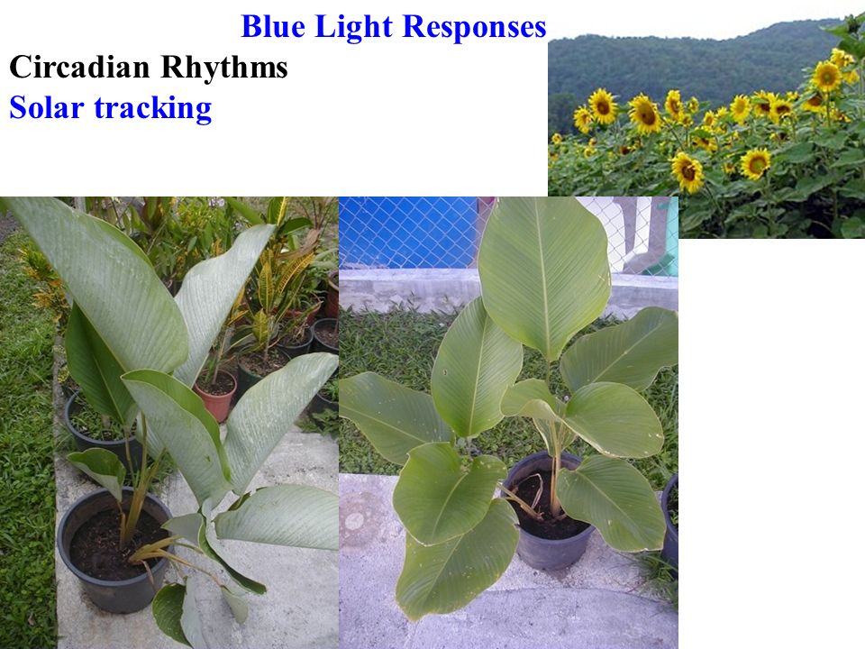 Blue Light Responses Circadian Rhythms Solar tracking