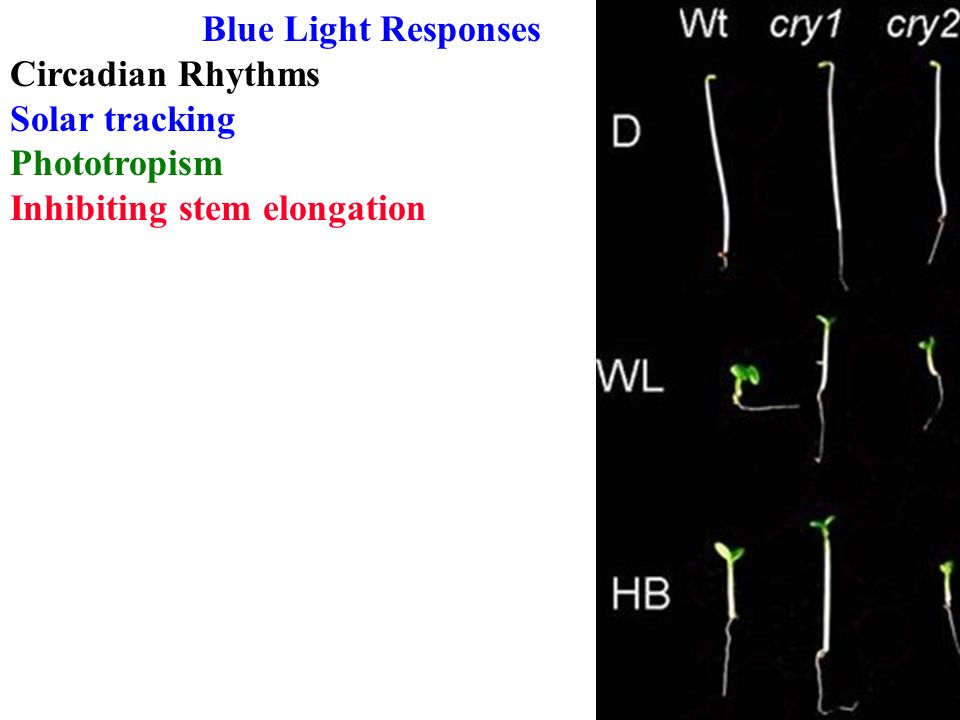 Blue Light Responses Circadian Rhythms Solar tracking Phototropism Inhibiting stem elongation