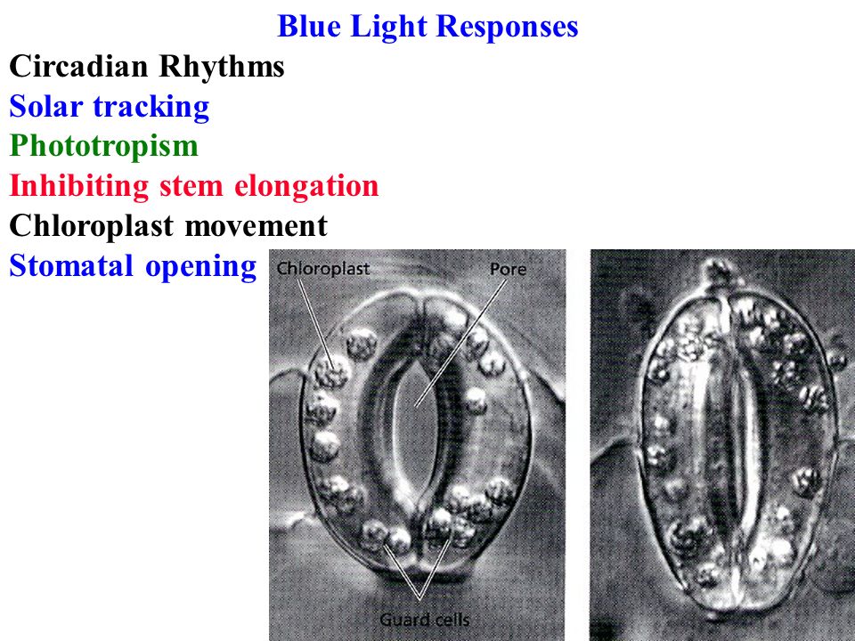 Blue Light Responses Circadian Rhythms. Solar tracking. Phototropism. Inhibiting stem elongation.