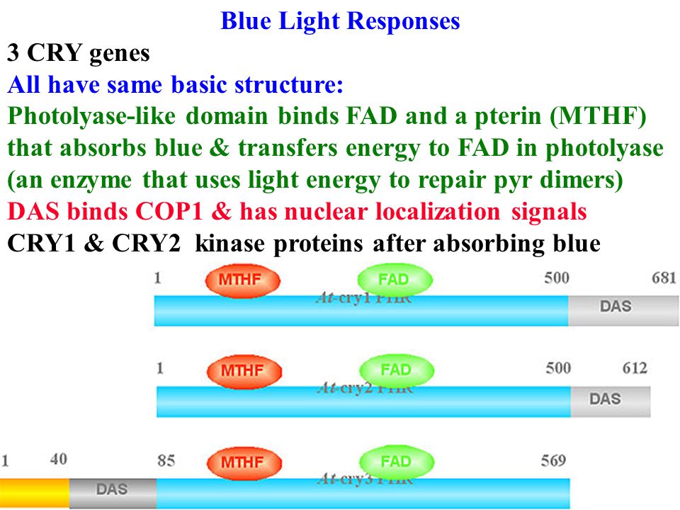 Blue Light Responses 3 CRY genes. All have same basic structure: