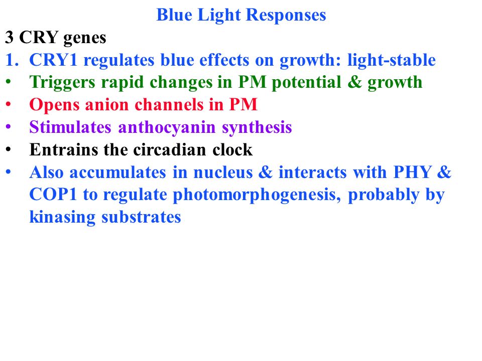 Blue Light Responses 3 CRY genes. CRY1 regulates blue effects on growth: light-stable. Triggers rapid changes in PM potential & growth.
