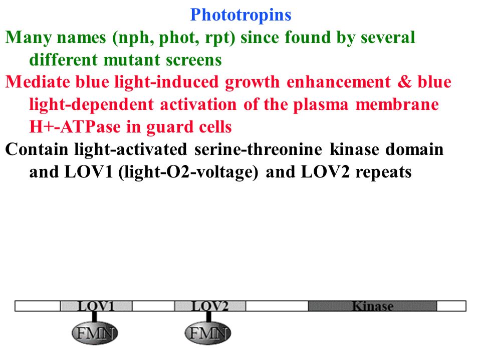 Phototropins Many names (nph, phot, rpt) since found by several different mutant screens.