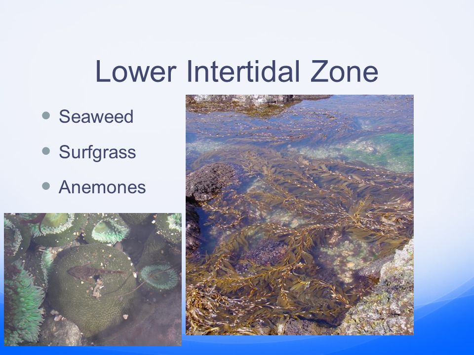 The Intertidal Zone Sources Used In The Creation Of This Powerpoint Include Fish 351 Class Website Online Powerpoint Ppt Video Online Download