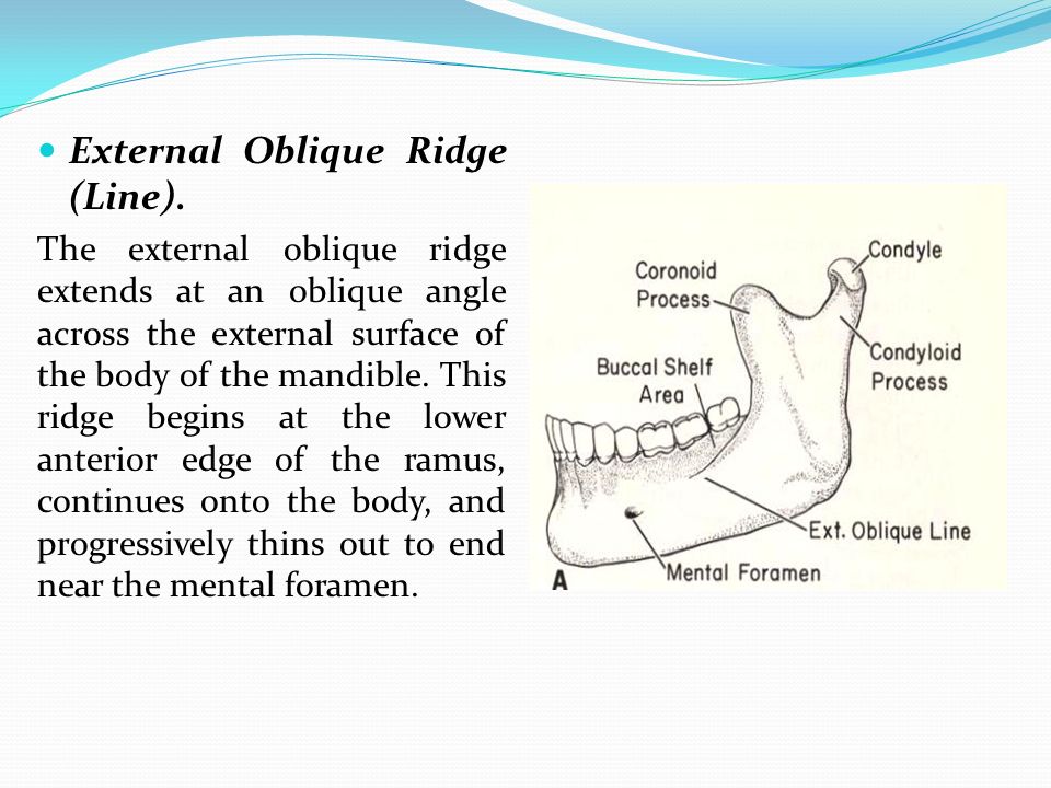 Anatomical landmarks of the mandibular arch ppt video online download