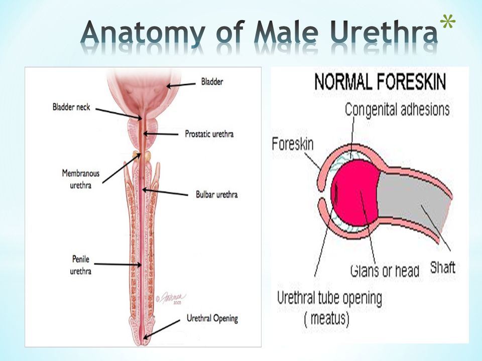 male urethra