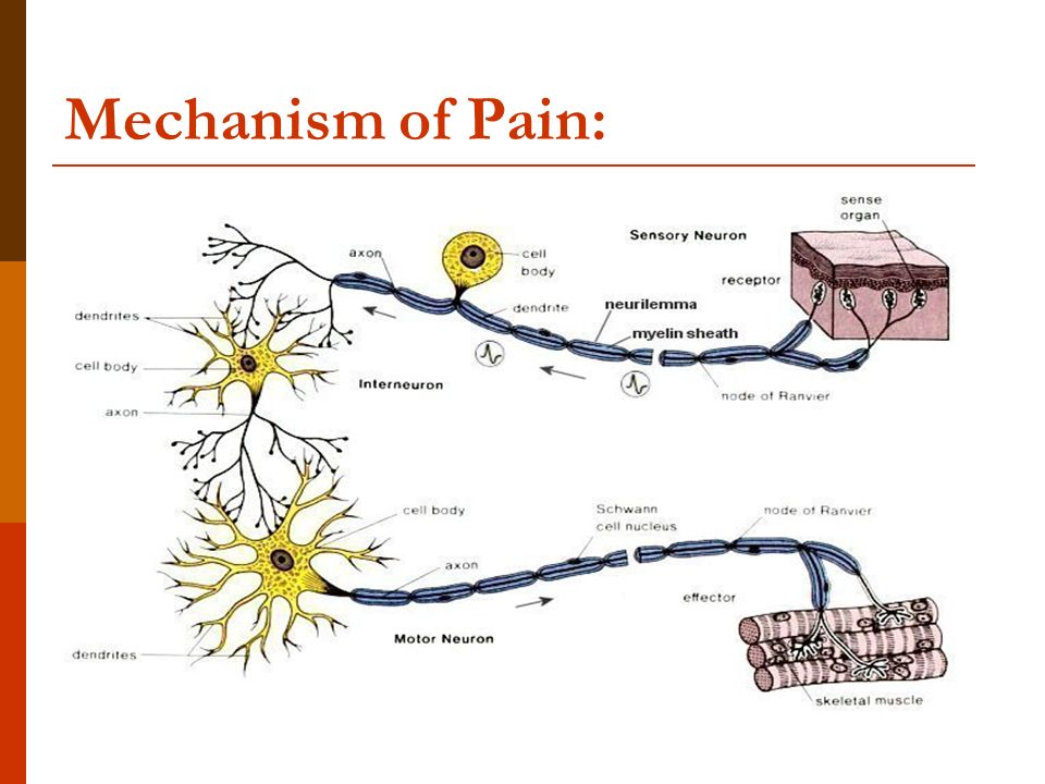 Mechanism of Pain: