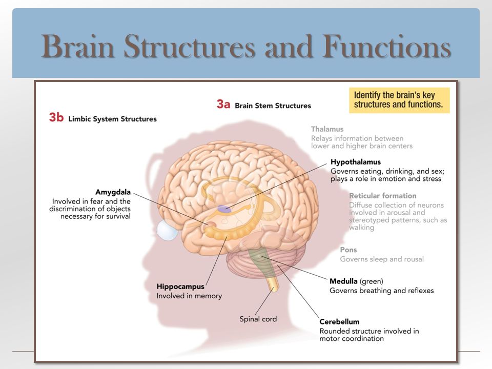 Brain structure. Brain structure and function. Brain functions. Brain structure functions Memory.