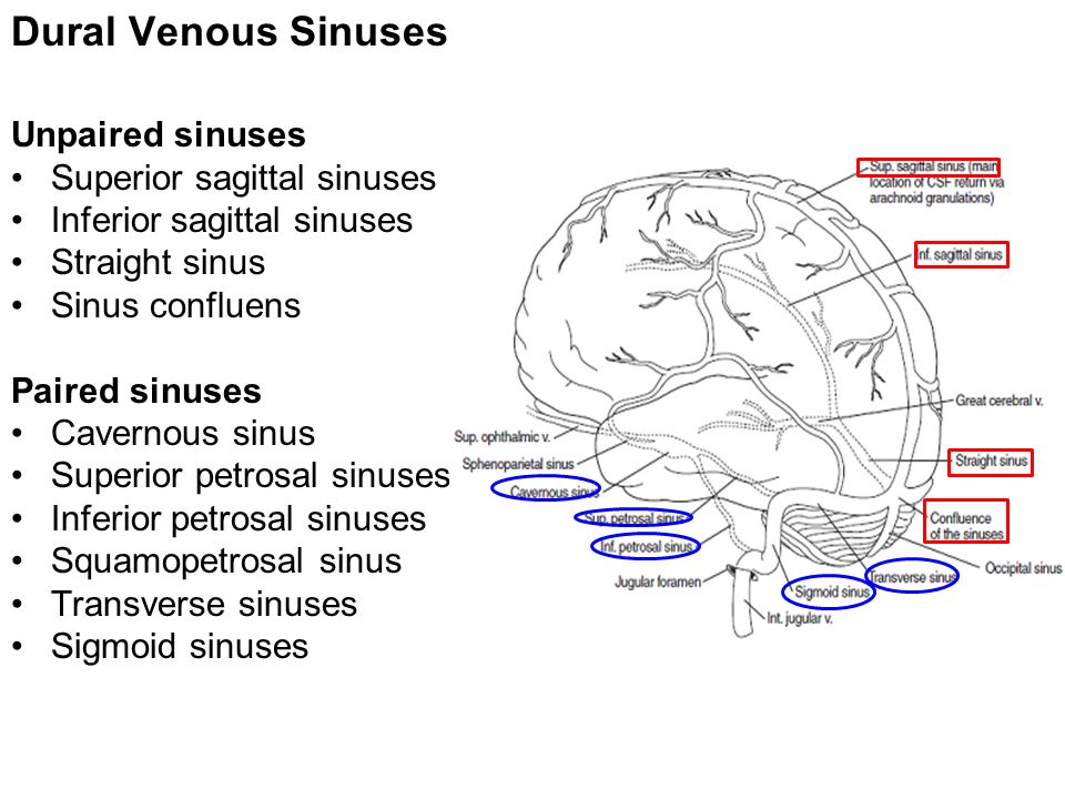 Meninges Brain And Spinal Cord Mbbs Batch 17 Year I Dr Wai Wai Kyi Ppt Download