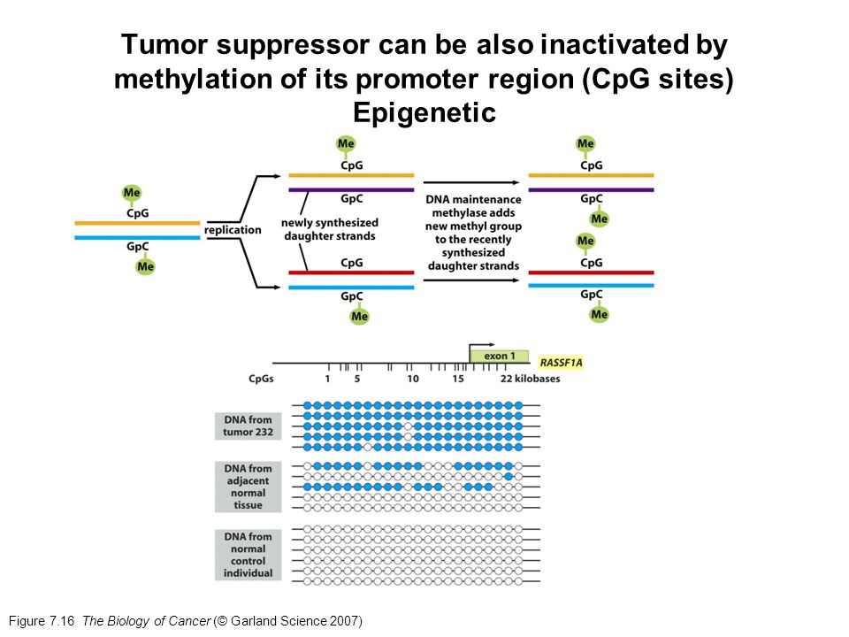 Tumor Suppressor Genes Ppt Video Online Download