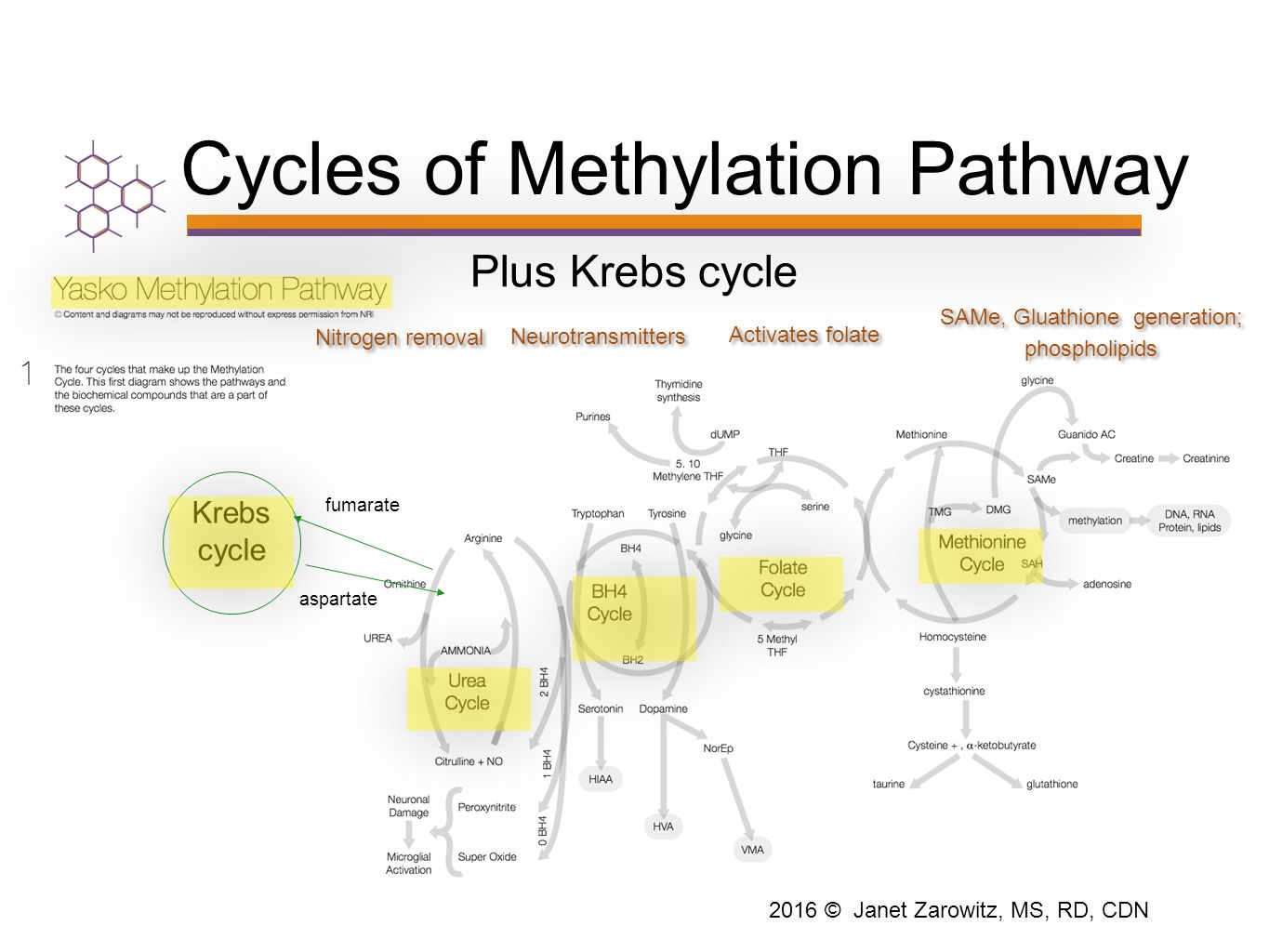 Yasko Methylation Chart