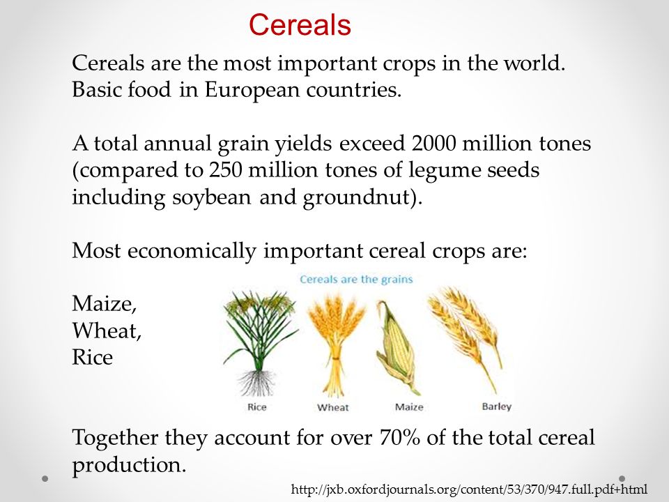 proteins of cereals and legumes. - ppt video online download
