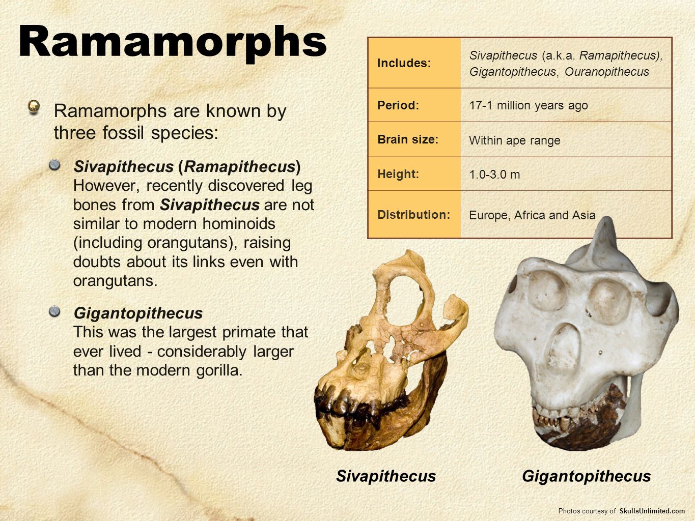 Human Evolution Series Set 1 Ppt Video Online Download