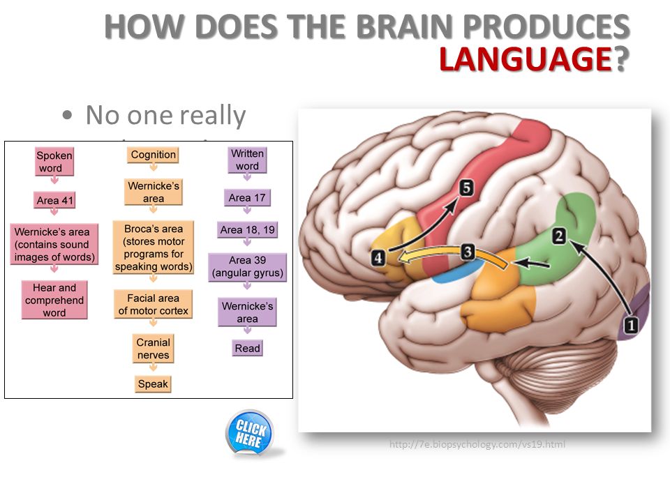 Brain languages. Модель Вернике Гешвинда. Модель речи Вернике Гешвинда. Мозг и понимание речи. Зона Брока и Вернике.