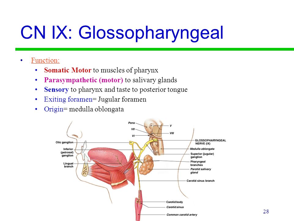 CN IX: Glossopharyngeal