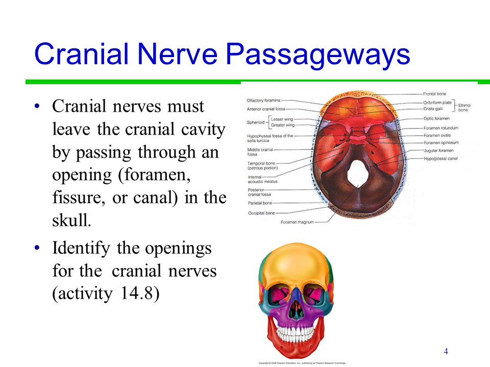 Cranial Nerve Passageways